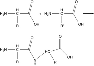 The following reaction produces a peptide. Which statement about this reaction is not correct?   A)  The peptide shown is the only product produced by this reaction. B)  This condensation reaction produces a peptide bond. C)  An amide group is formed in this reaction. D)  An amino group reacts with a carboxylic acid group. E)  Two amino acids are linked together by this reaction.