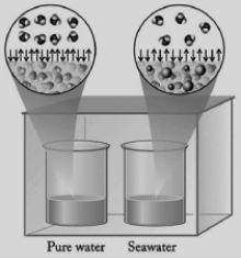 In the diagram below, one beaker contains pure water and the other contains an equal volume of seawater. Seawater has various salts dissolved in it. The beakers are sitting in a totally enclosed chamber, and the outside temperature and pressure are held constant. Identify the statements below about this situation that are not correct.    I. Water will be transferred from the pure water beaker to the seawater beaker. II. Water will be transferred from the seawater beaker to the pure water beaker. III. The vapor pressure of the pure water is higher than the vapor pressure of the seawater. IV. Pure water evaporates at a faster rate than seawater. V. Water in the gas phase condenses into both beakers at the same rate. A)  II only B)  II and V C)  II, IV, and V D)  II, III, and IV E)  I, III, and IV