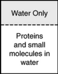 In the process of dialysis, a special semipermeable membrane allows both small molecules and water to pass through, but not large protein molecules. These membranes are used to separate these small molecules and ions from much larger proteins. If a mixture of proteins and small molecules were separated from pure water by a dialysis membrane as shown in the figure, which way would the molecules flow?   A)  Both water and small molecules would pass through into the pure water. B)  Only the proteins would pass through into the pure water. C)  Water would enter the solution while small molecules would pass through into the pure water. D)  Only small molecules would pass through the membrane; water and proteins would not. E)  Only water would pass through the membrane into the solution.