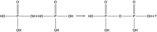 Two phosphoric acid molecules can combine to make pyrophosphoric acid and another molecule as shown here. The pyrophosphoric acid molecule is a phosphoester and is a structural element in the ADP/ATP metabolic energy system. What molecule is represented by the question mark in the structural reaction equation below?   A)  O<sub>2</sub> B)  OH<sup>-</sup> C)  H<sub>2</sub>O D)  PO E)  H<sub>2</sub>
