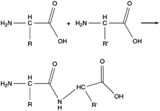 The following reaction produces a peptide. Which statement about this reaction is not correct?   A) The peptide shown is the only product produced by this reaction. B) This condensation reaction produces a peptide bond. C) An amide group is formed in this reaction. D) An amino group reacts with a carboxylic acid group. E) Two amino acids are linked together by this reaction.