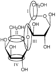 Identify the glycosidic linkage in the following molecule.   A) I B) II C) III D) IV