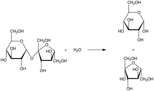 The following reaction is an example of ________   A) condensation. B) glycolysis. C) elimination. D) hydrolysis. E) peptolysis.
