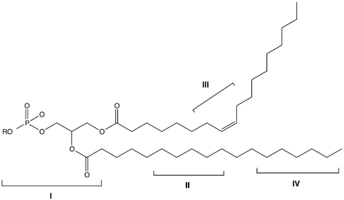 Which region(s)  of the following phospholipid is/are hydrophobic?   A) I only B) II only C) I and III only D) II and IV only E) II, III, and IV only