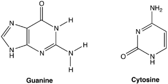 Given the two bases used in DNA, guanine and cytosine, shown below, draw the hydrogen bonding interactions between the two molecules that assist in construction of the DNA double helix.  