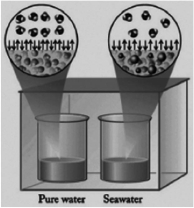 In the diagram below, one beaker contains pure water and the other contains an equal volume of seawater. Seawater has various salts dissolved in it. The beakers are sitting in a totally enclosed chamber, and the outside temperature and pressure are held constant. Identify the statements below about this situation that are not correct.    I. Water will be transferred from the pure water beaker to the seawater beaker.  II. Water will be transferred from the seawater beaker to the pure water beaker. III.The vapor pressure of the pure water is higher than the vapor pressure of the seawater. IV. Pure water evaporates at a faster rate than seawater. V. Water in the gas phase condenses into both beakers at the same rate. A) II only B) II and V C) II, IV, and V D) II, III, and IV E) I, III, and IV