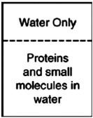 In the process of dialysis, a special semipermeable membrane allows both small molecules and water to pass through, but not large protein molecules. These membranes are used to separate these small molecules and ions from much larger proteins. If a mixture of proteins and small molecules were separated from pure water by a dialysis membrane as shown in the figure, which way would the molecules flow?   A) Both water and small molecules would pass through into the pure water. B) Only the proteins would pass through into the pure water. C) Water would enter the solution while small molecules would pass through into the pure water. D) Only small molecules would pass through the membrane; water and proteins would not. E) Only water would pass through the membrane into the solution.