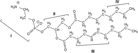 The structure of an unsaturated phospholipid is shown below. Which region of the molecule is most hydrophilic?   A) I B) II C) III D) IV E) All regions are equally hydrophilic.