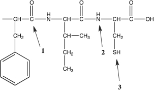Predict the bond angles at the three atoms marked in the following peptide.  
