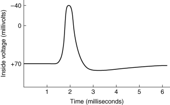 What is wrong with the accompanying graph of an action potential?   A)  Its peak is about 1,000 times too long. B)  Its peak is about 1,000 times too brief. C)  The signs ( + and - )  on the voltage axis are opposite of what they should be. D)  It should only go as high as -40 mV, not beyond it. E)  It does not appear to be  all-or-none. 