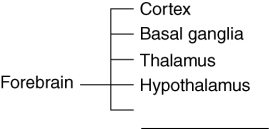 The forebrain's parts can be diagrammed as   The missing part is the __________. A)  limbic system B)  cerebellum C)  midbrain D)  reticular formation