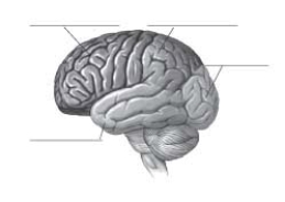 Label the four lobes of the cerebral cortex in the following figure.  