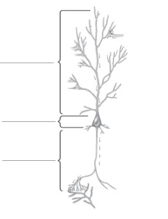 Label the parts of the neuron in the following figure.  