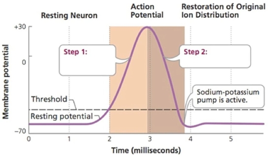   Look at the accompanying figure. In Step 1 ________ ions enter the neuron, while in Step 2 ________ ions leave the neuron.