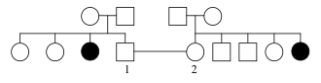 The following pedigree shows the inheritance of a mild,but very rare condition in Siberian Husky dogs.If individuals 1 and 2 are crossed,what is the probability that they will produce an affected pup?   A) 1/36 B) 1/16 C) 4/36 D) 4/16 E) 16/36