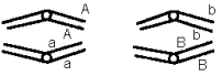 In a particular dihybrid,the two genes of interest,A and B,are located on different chromosomes.Which of the following diagrams does NOT represent a stage of meiosis in this organism? (Note: For each answer only some chromatids may be represented.)   A)    B)    C)    D)    E)   