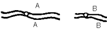 In a particular dihybrid,the two genes of interest,A and B,are located on different chromosomes.Which of the following diagrams does NOT represent a stage of meiosis in this organism? (Note: For each answer only some chromatids may be represented.)   A)    B)    C)    D)    E)   