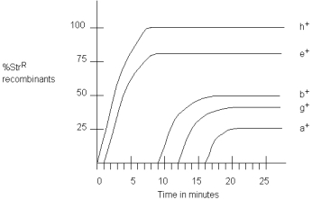  At time zero,an Hfr strain (strain 1)was mixed with an F<sup>-</sup><sup> </sup>strain,and at various times after mixing,samples were removed and agitated to separate conjugating cells.The cross may be written as:  HFr 1:  a ^ { + } b ^ { + } c ^ { + } d ^ { + } e ^ { + } f ^ { + } g ^ { + } h ^ { + } S t r ^ { 5 }    \mathrm { F } : a^{-} b^{-}-d^{-} e^{-}f ^{-}g^{-}h^{-}S tr{ }^{R}    No order is implied in the above listing.The samples were then plated onto selective media to measure the frequency of h<sup>+</sup>Str<sup>R</sup> recombinants that had received certain genes from the Hfr cell.The following graph shows the percentage of recombinants against time in minutes.    a)Draw a linear map of the Hfr chromosome indicating: (1)the point of insertion (origin). (2)the order of the genes a<sup>+</sup>,b<sup>+</sup>,e<sup>+</sup>,g<sup>+</sup>,and h<sup>+</sup>. (3)the shortest distance between consecutive genes on the chromosome in minutes. b)An additional four Hfr strains (strains 2 \times 5)were obtained.Each carried the wild-type alleles of the genes listed below.They were mated individually to the same F<sup>-</sup><sup> </sup>strain shown above (carrying the recessive alleles of all genes).With interrupted mating,the times of first appearance in minutes of individual Hfr markers in exconjugants were determined,as shown in the following chart.   \begin{array}{ll} &\text { Minutes }\\ \text { Hfr marker }& \mathrm{Hfr} 1& \mathrm{Hfr} 2 &\mathrm{Hfr} 3 &\mathrm{Hfr} 4 &\mathrm{Hfr} 5\\ a^{+} && 2&&20 \\ b^{+} && &11\\ c^{+} & &12 &28&10\\ d^{+} & &24&&&5\\ e^{+} &&&&35&50 \\ f^{+} &&&88&&35\\ g^{+} &\\ h^{+}  \end{array}    Draw the genetic map showing: (1)the positions of genes a \times through h. (2)the origins of the Hfrs (including strain 1). (3)the orientation of the origins. (4)the shortest distance between consecutive genes or origins. 