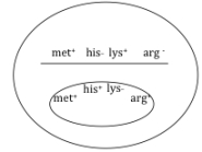 A bacterium with the genotype met<sup>+</sup>his<sup>+</sup>lys<sup>-</sup>arg<sup>+</sup> has been transformed with DNA from a second bacterium that has the genotype met<sup>+</sup>his<sup>-</sup>lys<sup>+</sup>arg<sup>-</sup>.    Following the transformation,scientists streaked a sample of a transformed bacterium onto several different plates that contain different nutritional supplements in order to determine the transformant's genotype.Using the results of the experiments (shown below),determine what crossovers occurred to produce the bacterium.On the above diagram,draw the crossovers that are necessary to produce a bacterium that fits the observed growth profile.   