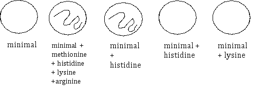 A bacterium with the genotype met<sup>+</sup>his<sup>+</sup>lys<sup>-</sup>arg<sup>+</sup> has been transformed with DNA from a second bacterium that has the genotype met<sup>+</sup>his<sup>-</sup>lys<sup>+</sup>arg<sup>-</sup>.    Following the transformation,scientists streaked a sample of a transformed bacterium onto several different plates that contain different nutritional supplements in order to determine the transformant's genotype.Using the results of the experiments (shown below),determine what crossovers occurred to produce the bacterium.On the above diagram,draw the crossovers that are necessary to produce a bacterium that fits the observed growth profile.   