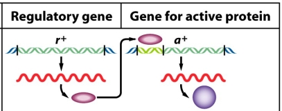 The following example of gene regulation involves genes r<sup>+</sup> and a<sup>+</sup>.Loss of either gene results in a similar phenotype.   a)In complementation testing,would these genes appear as one gene or two distinct genes? Explain.  b)What ratio might be generated by this example in a typical F<sub>2</sub> data set where an F<sub>1</sub> organism of phenotype r<sup>+</sup>/r ;a<sup>+</sup>/a had been selfed? Explain terms clearly.   