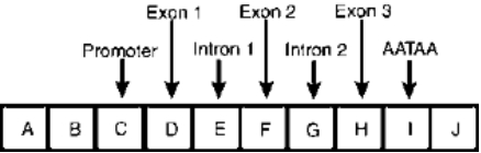 Shown below is the structure of a Drosophila gene,divided into 10 segments,designated A-J.The gene contains three exons,two introns,a promoter,and a site in I for poly(A)addition.    a)What segment or segments of the gene will be represented in the initial RNA transcript? List the appropriate letter or letters.  b)What segment or segments of the gene will be found in the completely processed transcript?  c)What segment or segments of the gene in the processed transcript will have additional nucleotides added to them?  d)What segment or segments of the gene contain the CCAAT box and TATA box elements?  e)What segment or segments of the gene will possess the translation initiation codon?  f)In a large sample of null alleles,would mutant sites be expected in segments C and D,at the boundary of G-H,or both? If mutant sites exist,would the transcript be detected? Would a polypeptide chain be observed?