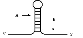 The following sequence was identified at the 3′ end of a transcribed RNA in prokaryotes. a)What is the name of the structure shown below? b)What is its function in transcription? c)What is the probable base composition of the region marked by the A arrow? d)What is the probable base composition of the region marked by the B arrow? e)In the original gene encoding this RNA sequence,the B region was mutated to GGCCGGTGC.How might this mutation of B affect transcription of this gene?   