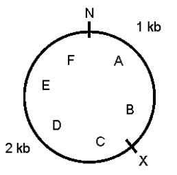 A 3-kb supercoiled circular plasmid contains the restriction sites shown below.N and X represent NheI and XbaI sites,respectively;A through F mark six points on the plasmid.A preparation of plasmid DNA was separately digested to completion with XbaI alone,NheI alone,and a mixture of the two enzymes.The products were separated by agarose gel electrophoresis.Draw the predicted appearance of the gel,assuming that you ran the following in the various lanes.    Lane M (size markers)-a mixture of known markers increasing in size from 1 kb to 6 kb,in steps of 1 kb Lane 1-sample from the original plasmid DNA preparation Lane 2-products of complete digestion with XbaI alone Lane 3-products of complete digestion with NheI alone Lane 4-products of complete digestion with XbaI plus NheI