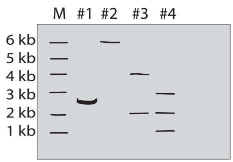 A purified DNA preparation of a certain plasmid is digested to completion with BamH1 restriction endonuclease.In separate reactions,the same preparation was digested to completion with EcoRI and with a mixture of EcoRI and BamH1,respectively.The diagram below shows the appearance of the original molecules and the digestion products in the three digestion mixtures,after separation by electrophoresis in an agarose gel. Lane M-linear DNA markers of the indicated length in kb Lane 1-sample of original plasmid DNA preparation Lane 2-sample of the products of BamH1 digestion Lane 3-sample of the products of EcoRI digestion Lane 4-sample of the products of digestion of BamH1 + EcoRI    Answer and justify the following: a)What was the original DNA molecule's length? b)Was the original plasmid DNA circular or linear? c)How many restriction sites for EcoRI and BamH1 did the original plasmid have? d)Draw the original plasmid,using B and E to indicate the location of the BamH1 and EcoRI restriction sites.Indicate the number of kb between sites.