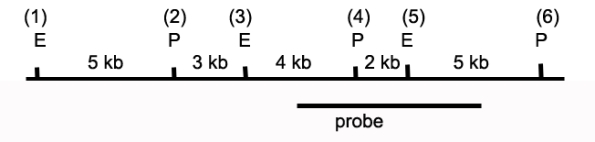 The drawing below depicts a restriction map of a segment of a human chromosome.The cut sites shown (1 through 6)are known to be polymorphic and can be present or absent depending on the genetic makeup of a specific individual's chromosomes.E identifies EcoRI sites,and P identifies Pst1 sites.The line below the map identifies the region of homology between the DNA and a probe used in Southern blot analyses to characterize this region.   a)Individual 1 has restriction sites 1 through 6 (all)on both copies of this chromosome.If DNA from this individual was digested with Pst I,what are the sizes of the fragments that would be detected via Southern blot using the identified probe? b)DNA from Individual 1 is digested with both EcoRI and PstI and then analyzed by Southern blot.What bands are revealed? c)Individual 2 is homozygous for a polymorphism that eliminates site 3.If DNA from this individual was digested with both PstI and EcoRI,what are the sizes of the fragments that would be detected via Southern blot? d)Individual 3 has not previously been characterized over this chromosomal locus.The research team digests the DNA with PstI and EcoRI and generates the following banding pattern.What is the likely genotype of this individual?  