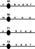 A reciprocal translocation happened between chromosomes 1 and 2 in a wild species of strawberries.Below is a diagram of (unreplicated) chromosomes 1 and 2 for the translocated strain of strawberries.N1 and N2 indicate the normal chromosomes 1 and 2,respectively;T1 and T2 are their translocated counterparts.   Which chromosomes must segregate from one another at anaphase I to form viable meiotic products? A) N1 and N2 separate from T1 and T2. B) N1 separates from N2,T1,and T2. C) N1 and T1 separate from N2 and T2. D) N2 and T1 separate from N1 and T2. E) T1 separates from T2,N1,and N2.