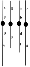 The diagram below shows the chromosomes of a plant that is heterozygous at six loci as well as for a reciprocal translocation involving the chromosomes that carry these loci.   This plant is crossed to a plant with normal chromosomes that is homozygous recessive at all loci,and the progeny was comprised of about 250 individuals,half of them phenotypically ABDEFG and half abdefg.This result suggests that: A) multiple crossovers occurred. B) no crossovers occurred. C) segregation was always adjacent. D) segregation was always alternate. E) the six loci are unlinked.