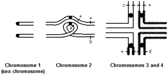 Two strains of Australian wombat were crossed.Meiotic metaphase configurations of the F<sub>1</sub> hybrids are diagrammed below.   In both strains of wombats,n = 4.The black dots are the centromeres,a and b are genetic markers located on chromosome 2,c is located on chromosome 3,and d is located on chromosome 4. a)How do the chromosomes of the two parental strains differ? Use terminology that most accurately describes each chromosomal rearrangement.  Chromosome 1: Chromosome 2: Chromosome 3: Chromosome 4: b)In the two parental strains,the map distance between the a and b loci is not the same.Explain why. c)Assume that during meiosis in the F<sub>1</sub> above,a crossover always occurs between the a locus and the centromere of chromosome 2. (i)What proportion of gametes produced by the F<sub>1</sub> hybrid will be viable? (Note: You must consider the behavior of all 4 chromosomes in answering this question.) (ii)What will be the genotypes of the viable gametes at the a and b loci? (iii)What will be the genotypes of the viable gametes at the c and d loci?