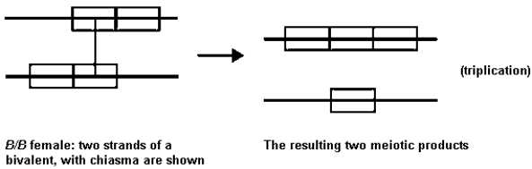 In Drosophila,the phenotype bar-eye is due to a tandem duplication of several bands on the X chromosome.Occasionally (1 out of 1600),all true-breeding stocks of bar-eyed flies yield an even more extreme phenotype called ultrabar,which is in fact due to a triplication of this chromosomal segment.The hypothesis used to explain ultrabar's origin is that a slight mispairing of chromosomes can occur whenever there is a duplication.If crossing-over occurs (in females),then recombinants would form as follows:    What other evidence,not involving cytological observation,would you seek to substantiate this hypothesis? Be as exact as you can.There are at least two possible answers.