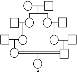 What is the probability that individual  A  in the pedigree below is homozygous by descent?   A) 1/8 B) 1/16 C) 1/32 D) 1/64 E) 1/256