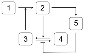 Which system is most likely to produce the stimulus-response curve shown here?   In the systems shown below,the concentration of molecule 3 represents the stimulus,and the concentration of molecule 2 is the response.Molecule 1 is a substrate of molecule 3.Molecule 4 is an inactive form of molecule 3.Molecule 2 activates molecule 5. A)    B)    C)    D)    E)   