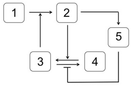 Which system is most likely to produce the stimulus-response curve shown here,where T<sub>i</sub> is the inhibition threshold,and T<sub>a</sub> is the activation threshold?   In the systems shown below,the concentration of molecule 3 represents the stimulus,and the concentration of molecule 2 is the response.Molecule 1 is a substrate of molecule 3.Molecule 4 is an inactive form of molecule 3.Molecule 2 activates molecule 5. A)    B)    C)    D)    E)   