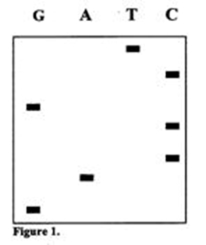 The following image shows the products from Sanger sequencing.What is the sequence of the template strand (5' to 3' left to right) ?   A)  GACCGCT B)  TCGCCAG C)  AGCGGTC D)  CTGGCGA E)  GGATCCC