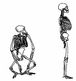 Illustrated below are two skeletons,one of a chimpanzee,and the other of a modern human.Describe the major differences between them,pointing out the selective pressures that led to these differences.   