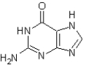 The following structure corresponds to   A) adenine. B) guanine. C) thymine. D) cytosine.