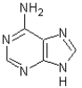 The following structure corresponds to   A) adenine. B) guanine. C) thymine. D) cytosine.