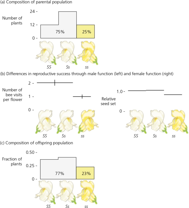 <strong>In the accompanying figure of Jones and Reithel's work with snapdragons,what is the most likely outcome if these plants were in a natural setting? </strong> A) A 2% change is too small to be significant, so yellow and white flowers will remain in roughly equal percentages in future generations. B) Yellow and white flowers will oscillate in frequencies, depending on environmental conditions such as rainfall. C) Yellow flowers will continue to increase in frequency, as compared to white flowers, over time. D) Because the yellow trait is recessive, yellow flowers will ultimately take over the population.