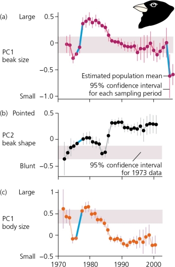 The accompanying figure shows data on composite values for beak size,beak shape,and body size for the medium ground finch (Geospiza fortis) inhabiting Daphne Major.Complete data sets were collected from 1973 onward.   For each of the three graphs in the accompanying figure,the 95% confidence intervals are shown as vertical bars extending above and below each data point for each year.The fact that many of these 95% confidence intervals do not overlap with the data from 1973 (the original reference point for this study) do not overlap reveals that ________. A)  no detectable change in these phenotypes was measured B)  no evolution can be documented C)  detectable change in phenotypes was observed, but the changes were not heritable D)  detectable evolution by natural selection did occur E)  None of these is an accurate statement.