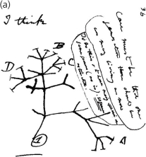 <strong>The label 1 in the accompanying figure represents ________. </strong> A) the root for the tree B) the common ancestor for the hypothetical lineage C) both A and B D) None of the above.