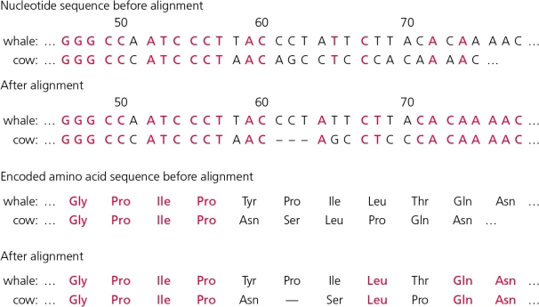 After correcting for the noted deletion in slots 62-64,it becomes clear that mutations in the ________ triplet have the most effects on changes in phenotype.   