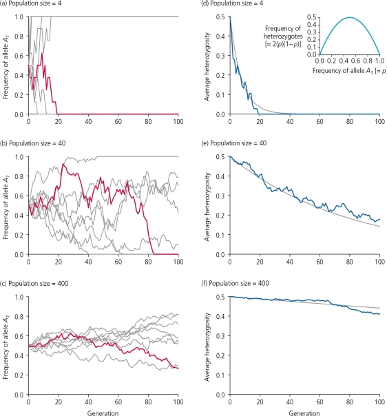If genetic drift is not accompanied by natural selection,mutation,or migration,then the frequencies of alleles will  wander  between 0 and 1.Using the accompanying figure,which of the following is an accurate statement?   A)  Random sampling error generates fluctuations in allelic frequencies over generations, so all populations-both simulated and real-have been found to follow the same evolutionary trajectory. B)  The effects of genetic drift are more immediate, and more pronounced, on small population sizes. C)  Genetic drift will have no long-term effect on allelic frequencies if the population numbers more than 40 individuals. D)  None of these is an accurate statement.