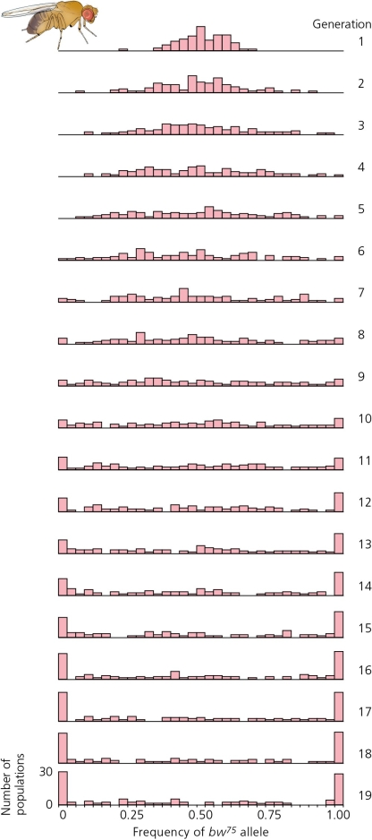 <strong>The results of an experiment on genetic drift on Drosophila melanogaster are illustrated in the accompanying figure.These data show ________. </strong> A) the loss of heterozygosity in the population over time B) the fixation of alleles in the population over time C) the permanent loss of alleles from the population over time D) All of the above are accurate. E) None of the above is accurate.