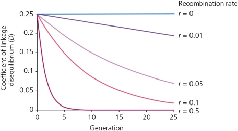 According to the accompanying figure,we can conclude that ________.   A) the rate of decline in disequilibrium occurs more quickly with a lower rate of recombination B) the rate of decline in disequilibrium occurs more slowly with a lower rate of recombination C) the rate of decline in linkage disequilibrium is inversely proportional to the rate of recombination between them D) None of these is an accurate statement.
