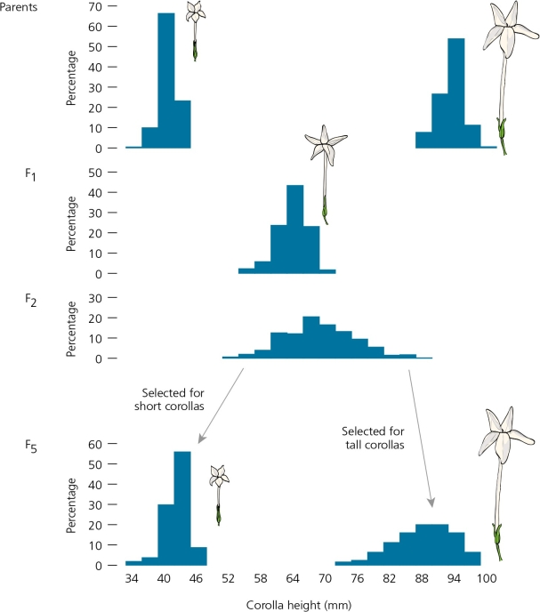 <strong>The experimental work of Edward East in 1916,shown in the accompanying figure,confirmed that ________. </strong> A) qualitative traits are essentially impossible to characterize because of their complex nature B) quantitative traits are essentially impossible to characterize because of their complex nature C) quantitative traits are established by the combined influence of Mendelian alleles at multiple loci D) quantitative traits return to qualitative attributes when allowed to outcross in the wild