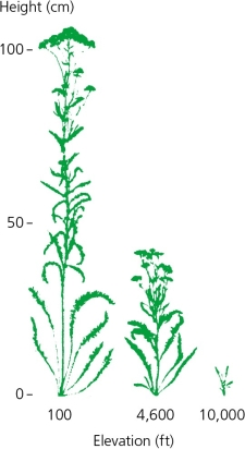 <strong>When Clausen and colleagues grew genetically identical individuals of the yarrow plant at different elevations,the results are shown in the accompanying figure.This observation verifies that ________. </strong> A) yarrow plants mutate quickly when grown in different environments B) the genotypes of yarrow plants has nothing to do with how tall these plants grow C) yarrow plants grow taller at lower elevations and shorter at higher elevations regardless of their genotype D) the genotypes of yarrow plants interacts with environmental influences to produce the phenotype